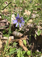 Anemonoides apennina