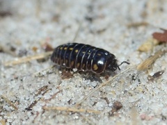 Glomeridae