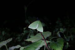 Tanaoctenia haliaria