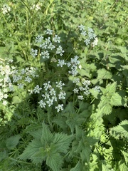 Anthriscus sylvestris