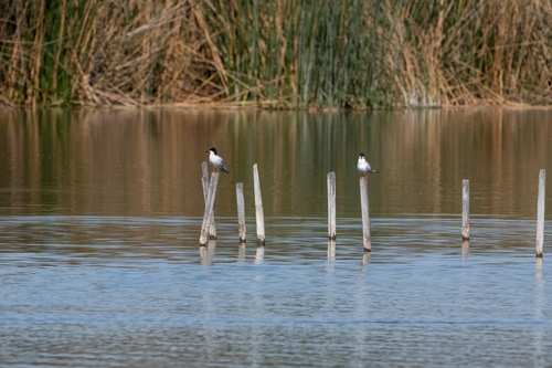 iNaturalist observation photo of Forster's Tern