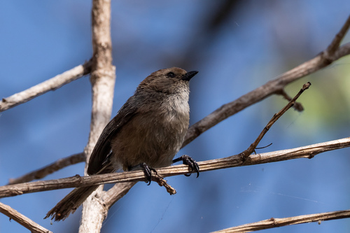 iNaturalist observation photo of Bushtit