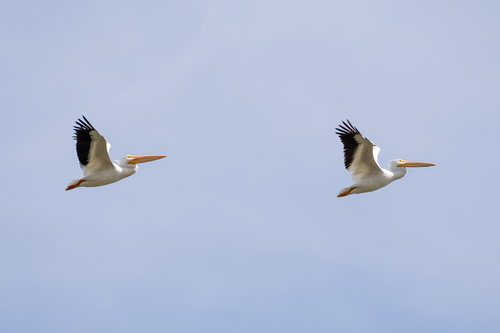 iNaturalist observation photo of American White Pelican