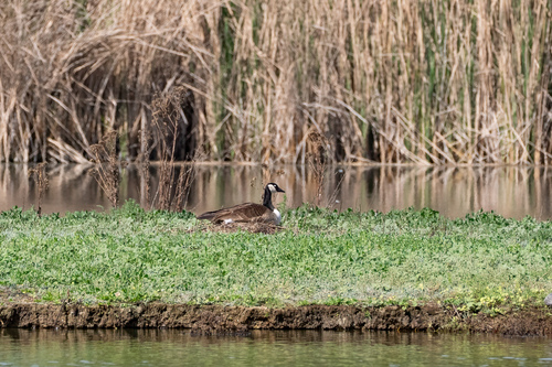 iNaturalist observation photo of Canada Goose