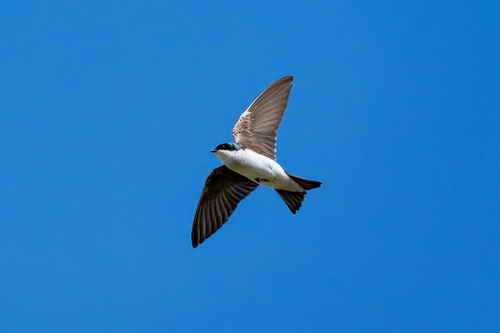 iNaturalist observation photo of Tree Swallow
