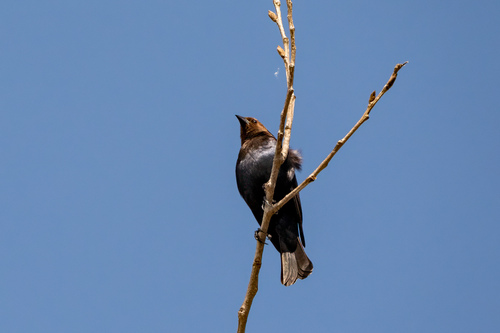 iNaturalist observation photo of Brown-headed Cowbird