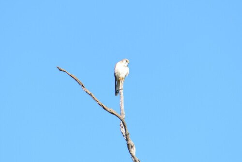 Nankeen Kestrel
