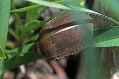 Eurygaster austriaca