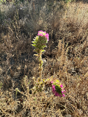 Epilobium densiflorum