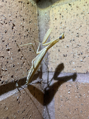 European Mantis