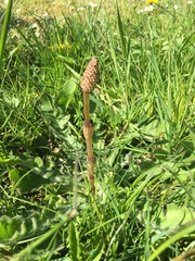 Equisetum arvense