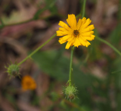 Picris amalecitana