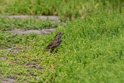 iNaturalist observation photo of Song Sparrow