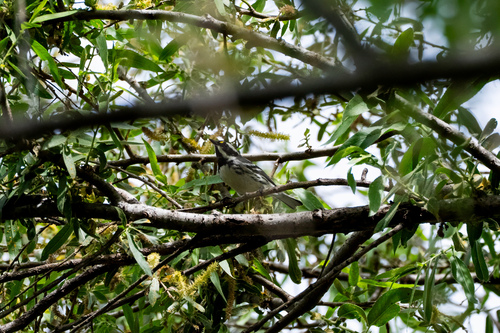 iNaturalist observation photo of Black-throated Gray Warbler