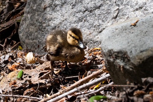 iNaturalist observation photo of Mallard