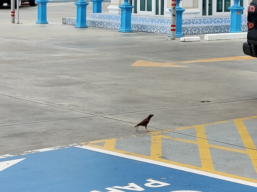Common Myna (Common)