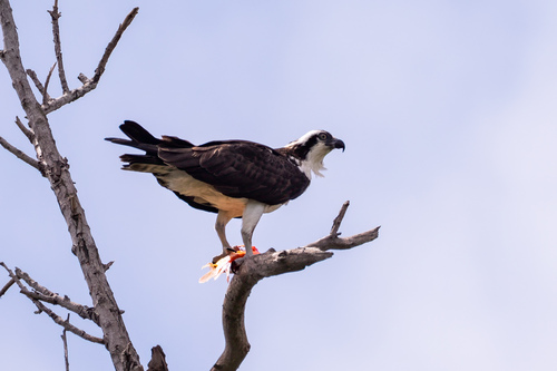 iNaturalist observation photo of Osprey