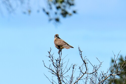Brown Falcon