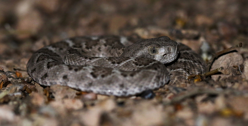 Western Diamond-backed Rattlesnake