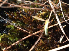 Sarmentypnum sarmentosum