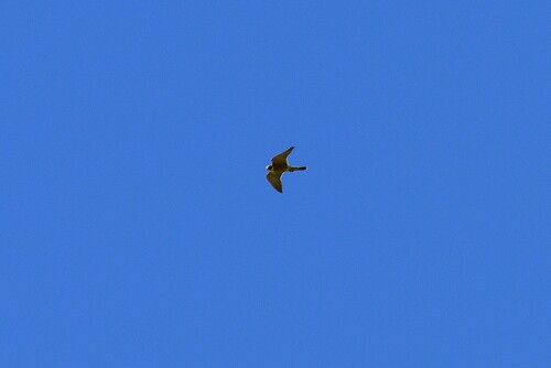Australian Hobby