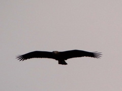 Haliaeetus leucoryphus