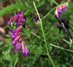 Vicia villosa