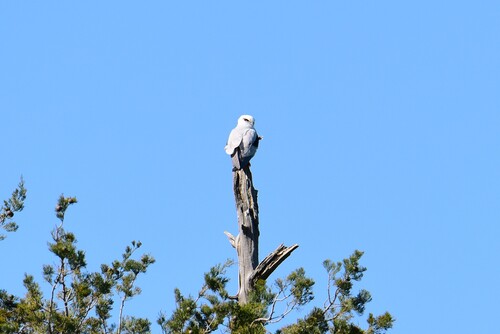Black-shouldered Kite