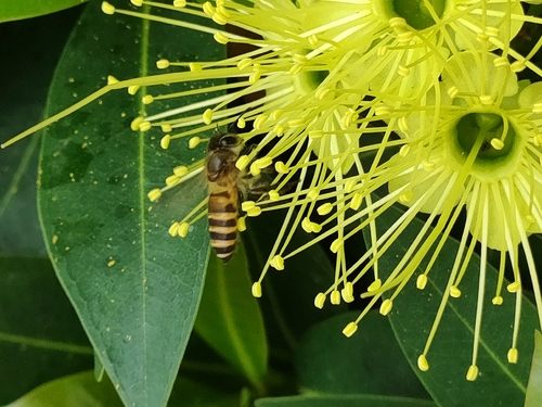 Asian Honey Bee