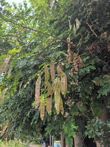 Albizia corniculata, 2026-08-16