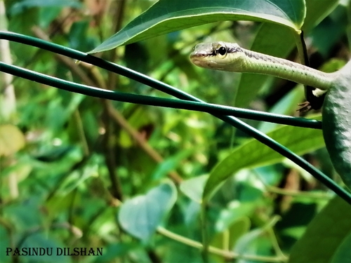 Photo of a Wickramasinghes Bronzeback (Dendrelaphis wickrorum)