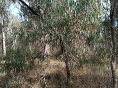Eucalyptus fibrosa