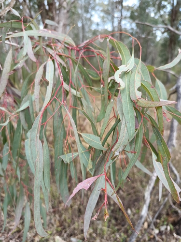 Eucalyptus fibrosa, photograph 1
