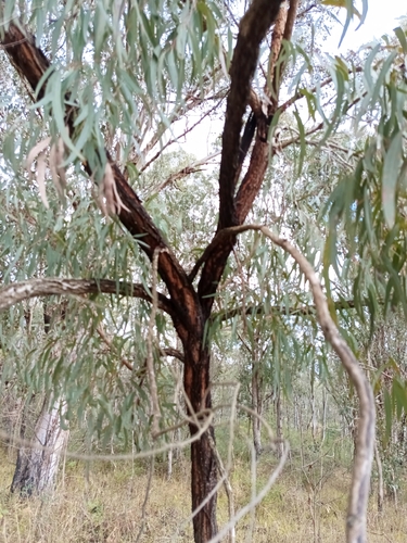 Eucalyptus fibrosa, photograph 2