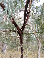 Eucalyptus fibrosa, photograph (c) Carl Ramirez, some rights reserved (CC BY)