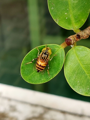 Eristalinus arvorum