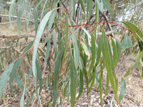 Eucalyptus fibrosa, photograph 3
