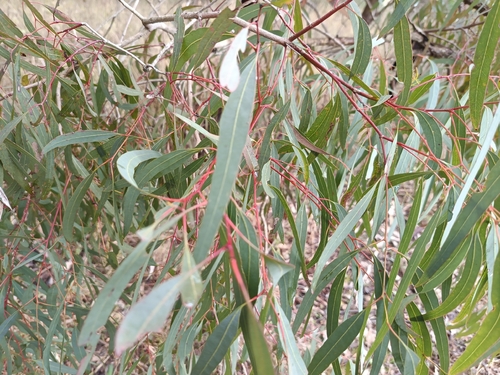Eucalyptus fibrosa, photograph 4