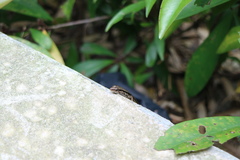 Sphenomorphus indicus