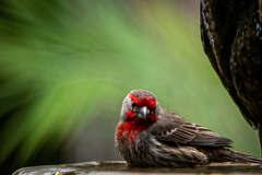 Haemorhous mexicanus