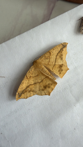 Large Maple Spanworm Moth