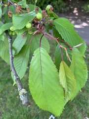 Prunus avium