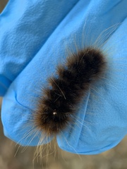 Pseudohemihyalea edwardsii