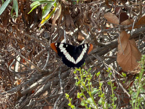 iNaturalist observation photo of Lorquin's Admiral
