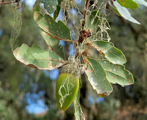 iNaturalist observation photo of Dumosae