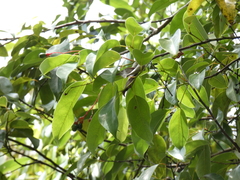 Aiouea montana