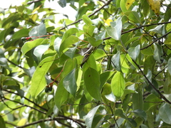Aiouea montana