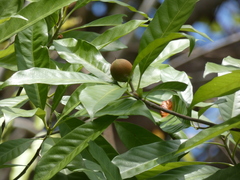Aiouea montana