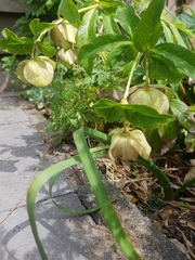 Magnoliopsida