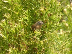 Cryptillas victorini